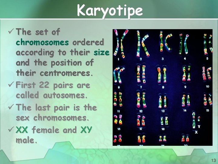 Karyotipe ü The set of chromosomes ordered according to their size and the position