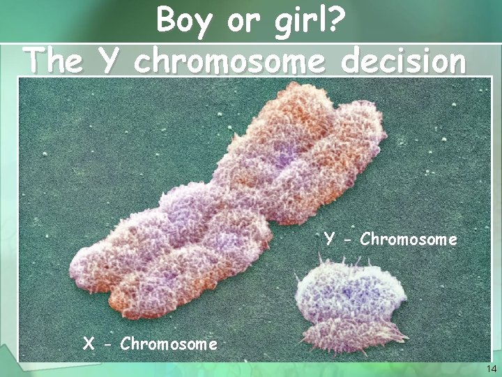 Boy or girl? The Y chromosome decision Y - Chromosome X - Chromosome 14