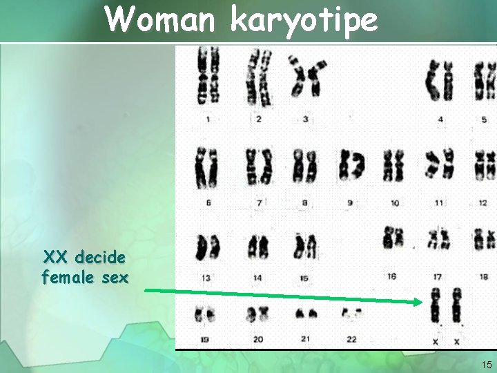 Woman karyotipe XX decide female sex 15 