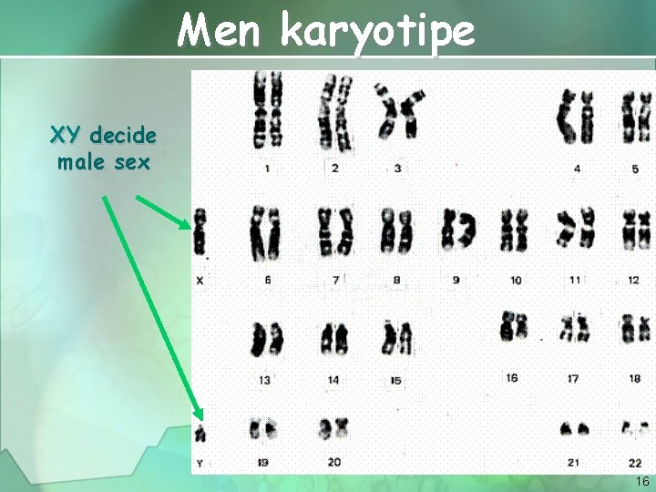 Men karyotipe XY decide male sex 16 