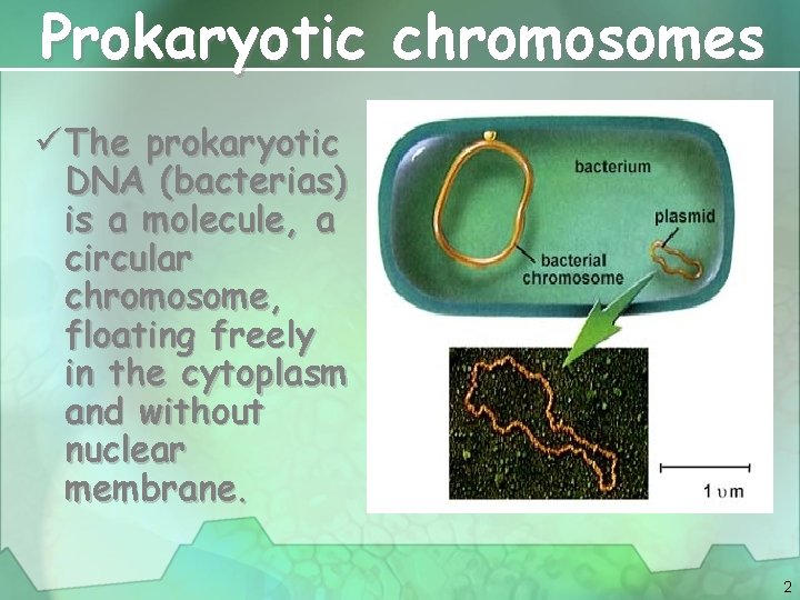 Prokaryotic chromosomes ü The prokaryotic DNA (bacterias) is a molecule, a circular chromosome, floating