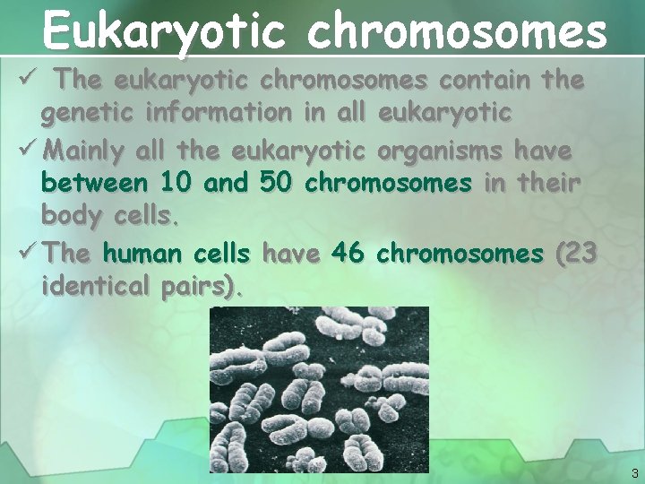 Eukaryotic chromosomes ü The eukaryotic chromosomes contain the genetic information in all eukaryotic ü