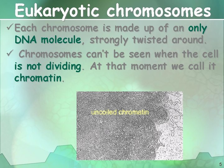 Eukaryotic chromosomes ü Each chromosome is made up of an only DNA molecule, strongly