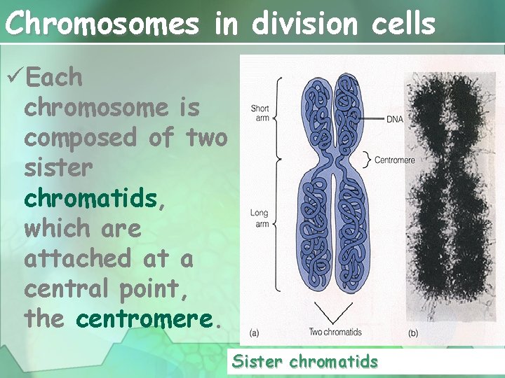 Chromosomes in division cells üEach chromosome is composed of two sister chromatids, which are