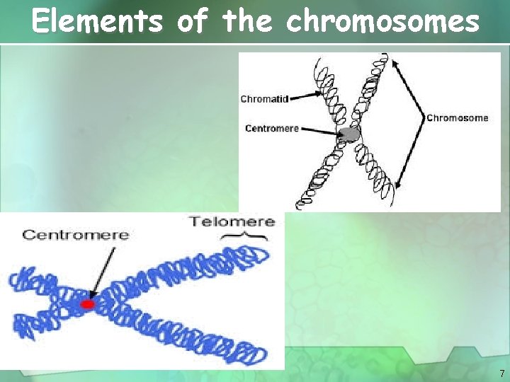 Elements of the chromosomes 7 