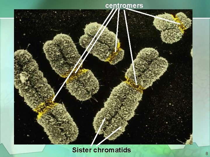 centromers Sister chromatids 8 