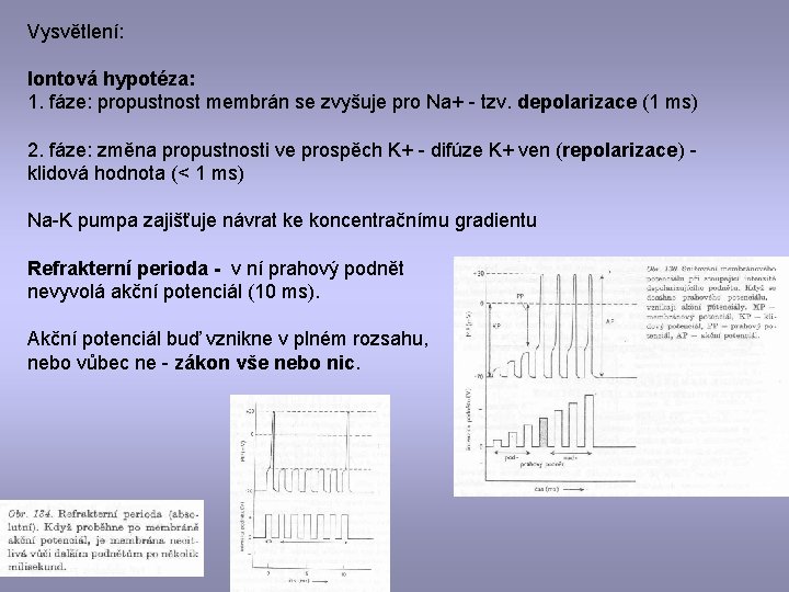 Vysvětlení: Iontová hypotéza: 1. fáze: propustnost membrán se zvyšuje pro Na+ - tzv. depolarizace