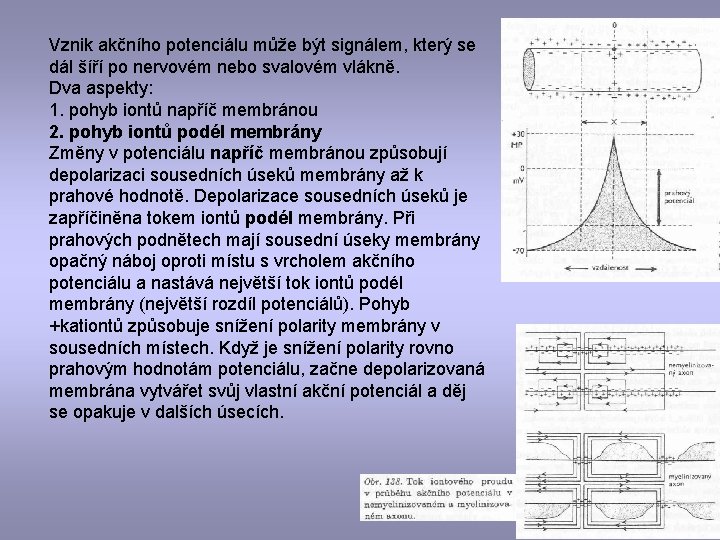 Vznik akčního potenciálu může být signálem, který se dál šíří po nervovém nebo svalovém