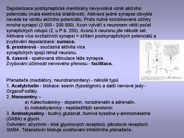 Depolarizace postsynaptické membrány nevyvolává vznik akčního potenciálu (malá elektrická dráždivost). Aktivace jedné synapse obvykle