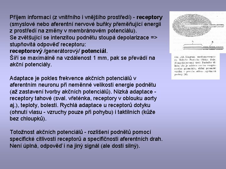 Příjem informací (z vnitřního i vnějšího prostředí) - receptory (smyslové nebo aferentní nervové buňky