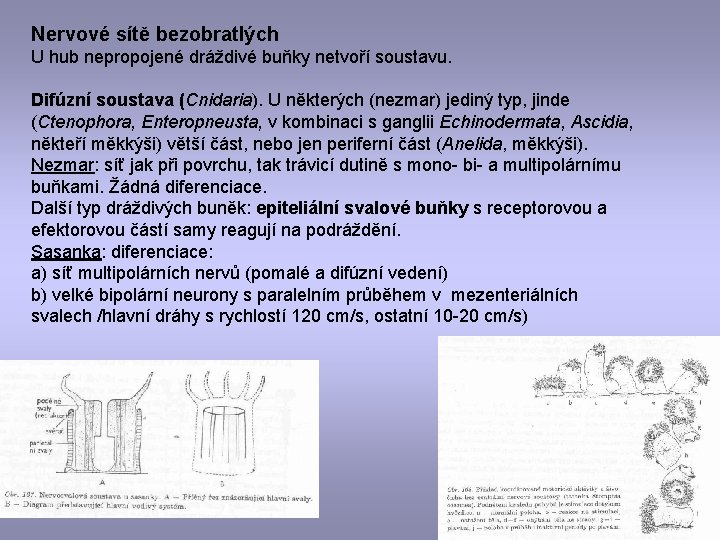 Nervové sítě bezobratlých U hub nepropojené dráždivé buňky netvoří soustavu. Difúzní soustava (Cnidaria). U