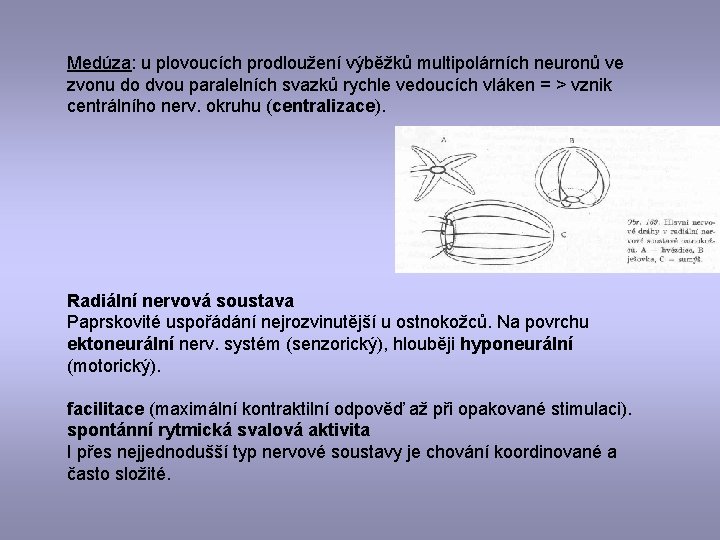 Medúza: u plovoucích prodloužení výběžků multipolárních neuronů ve zvonu do dvou paralelních svazků rychle