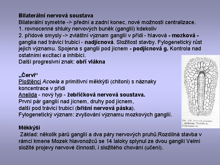 Bilaterální nervová soustava Bilaterální symetrie -> přední a zadní konec, nové možnosti centralizace. 1.