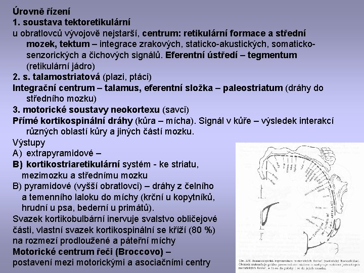 Úrovně řízení 1. soustava tektoretikulární u obratlovců vývojově nejstarší, centrum: retikulární formace a střední