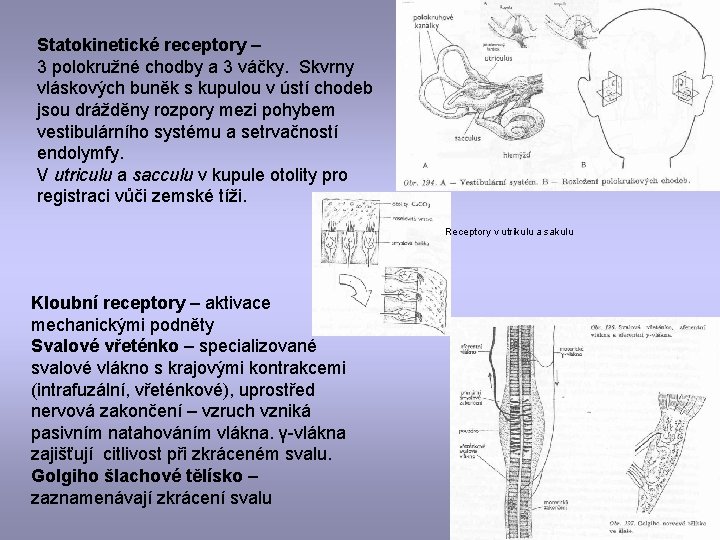 Statokinetické receptory – 3 polokružné chodby a 3 váčky. Skvrny vláskových buněk s kupulou