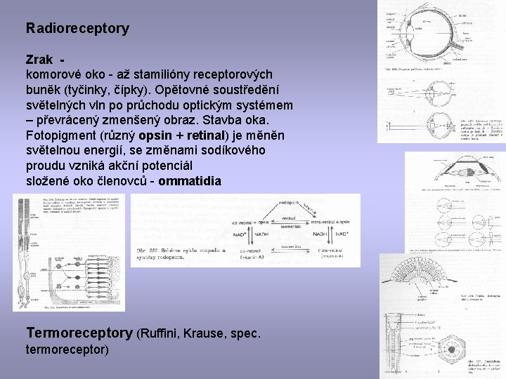 Radioreceptory Zrak komorové oko - až stamilióny receptorových buněk (tyčinky, čípky). Opětovné soustředění světelných