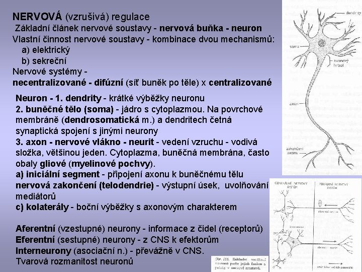 NERVOVÁ (vzrušivá) regulace Základní článek nervové soustavy - nervová buňka - neuron Vlastní činnost