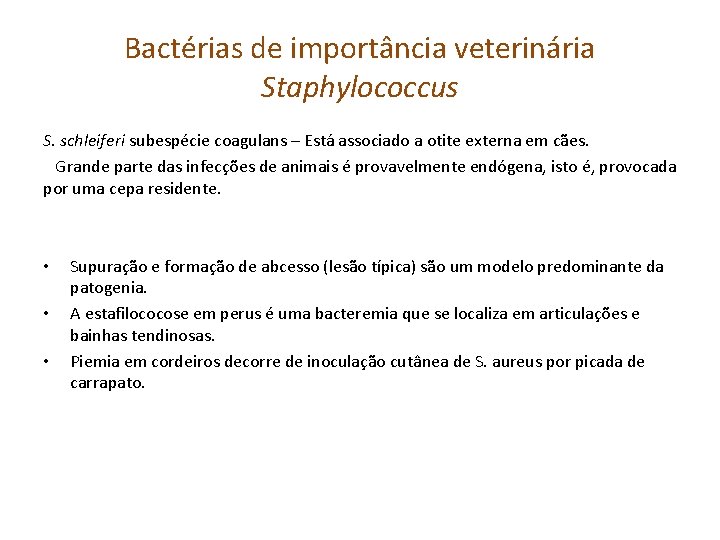 Bactérias de importância veterinária Staphylococcus S. schleiferi subespécie coagulans – Está associado a otite