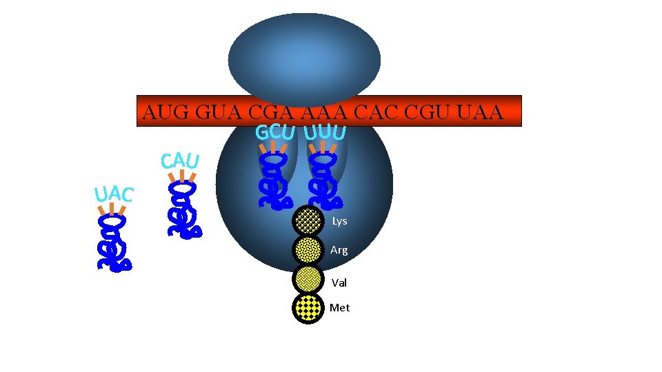 AUG GUA CGA AAA CAC CGU UAA Lys Arg Val Met 