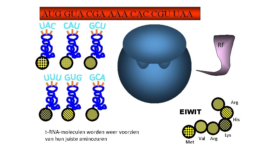 AUG GUA CGA AAA CAC CGU UAA RF Arg EIWIT t-RNA-moleculen worden weer voorzien