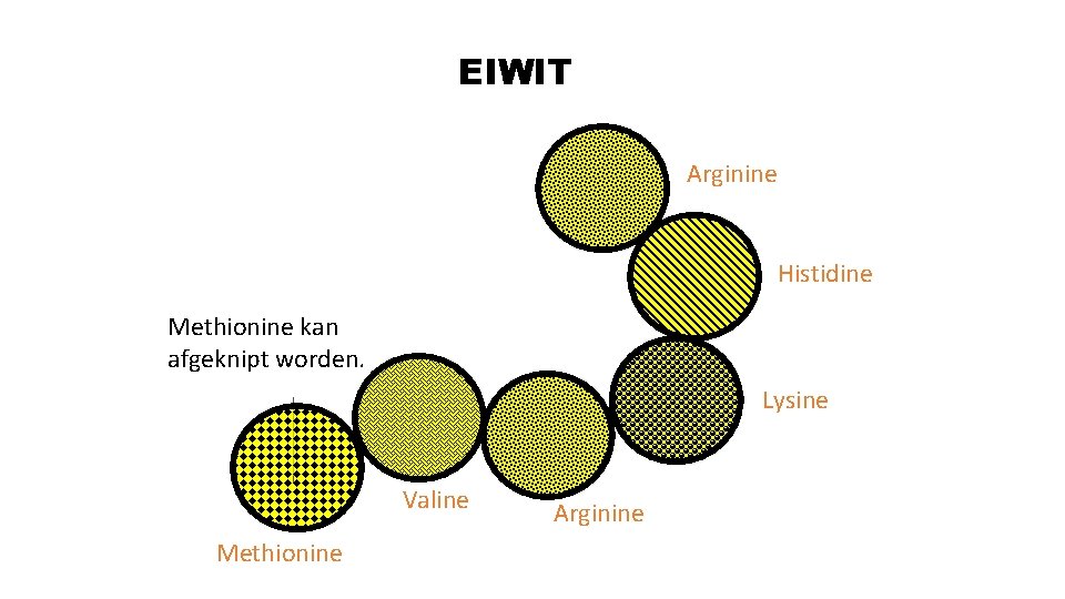 EIWIT Arginine Histidine Methionine kan afgeknipt worden. Lysine Valine Methionine Arginine 