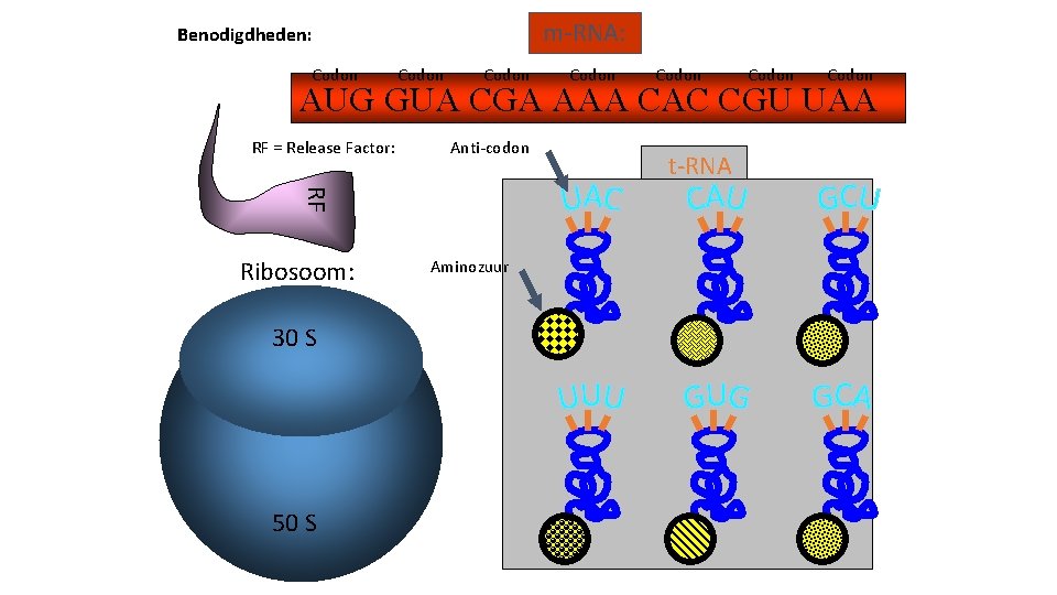 m-RNA: Benodigdheden: Codon Codon AUG GUA CGA AAA CAC CGU UAA RF = Release