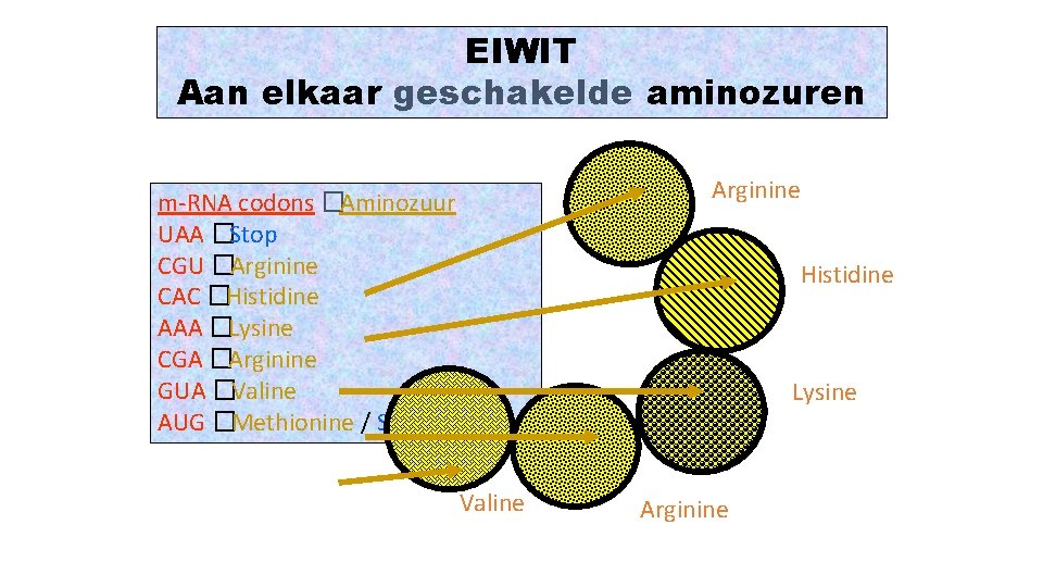 EIWIT Aan elkaar geschakelde aminozuren Arginine m-RNA codons �Aminozuur UAA �Stop CGU �Arginine CAC