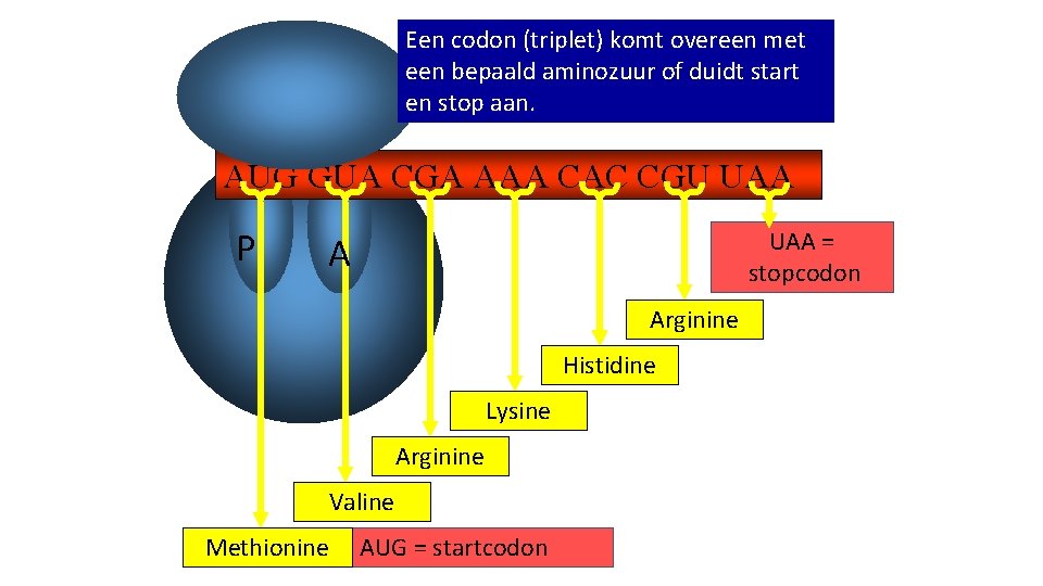 Een codon (triplet) komt overeen met een bepaald aminozuur of duidt start en stop