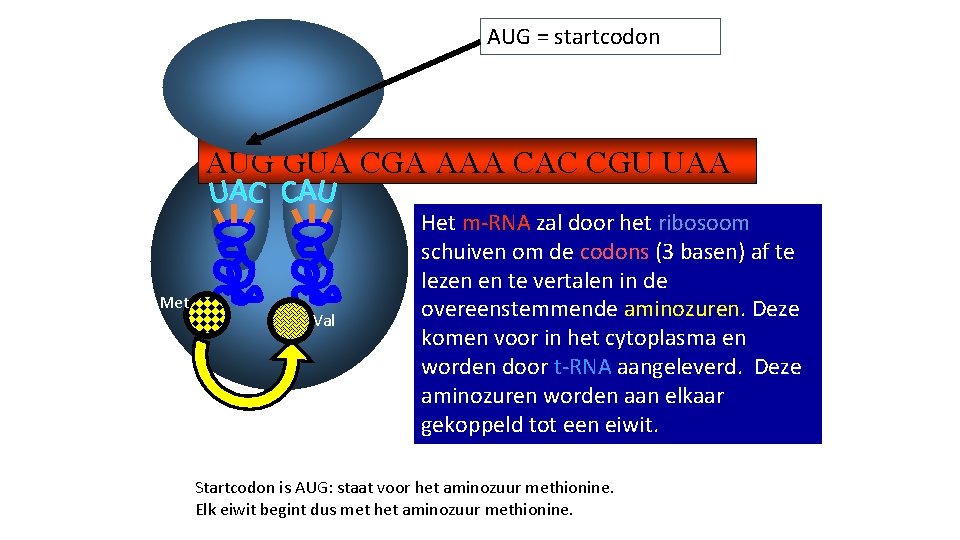 AUG = startcodon AUG GUA CGA AAA CAC CGU UAA Met Val Het m-RNA