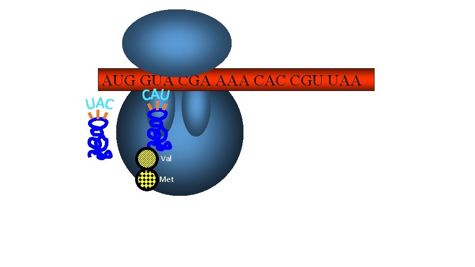 AUG GUA CGA AAA CAC CGU UAA Val Met 