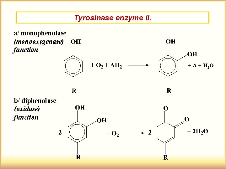 Tyrosinase enzyme II. a/ monophenolase (monooxygenase) function + A + H 2 O b/