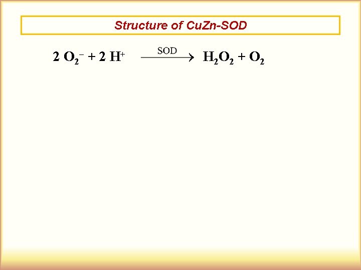 Structure of Cu. Zn-SOD 2 O 2– + 2 H + H 2 O