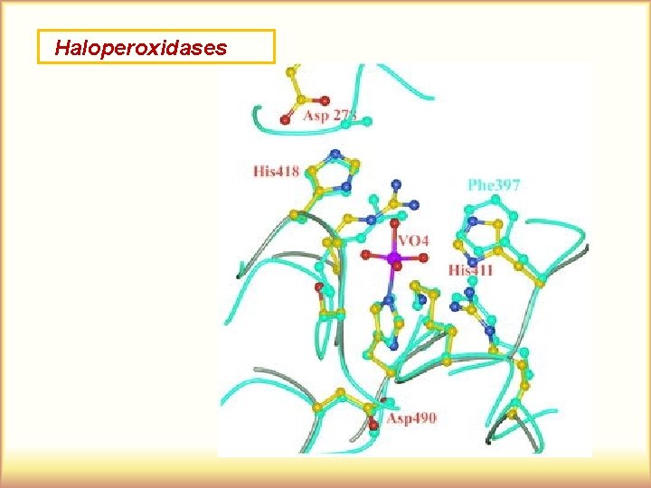 Haloperoxidases 