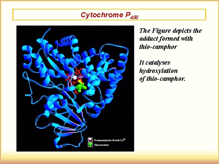 Cytochrome P 450 The Figure depicts the adduct formed with thio-camphor It catalyses hydroxylation