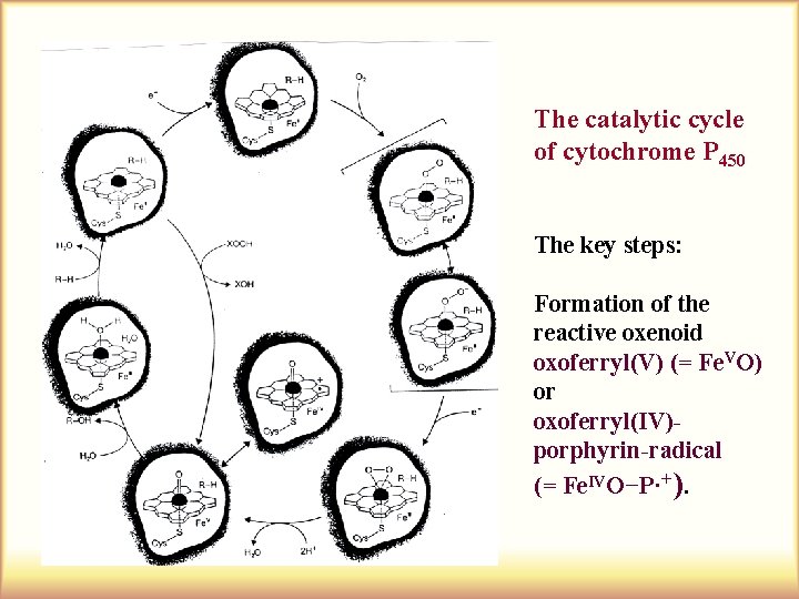 The catalytic cycle of cytochrome P 450 The key steps: Formation of the reactive