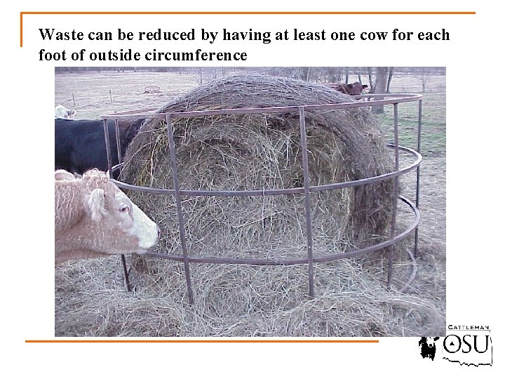 Waste can be reduced by having at least one cow for each foot of