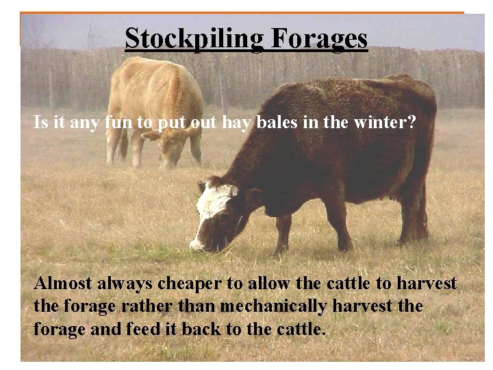 Stockpiling Forages Is it any fun to put out hay bales in the winter?