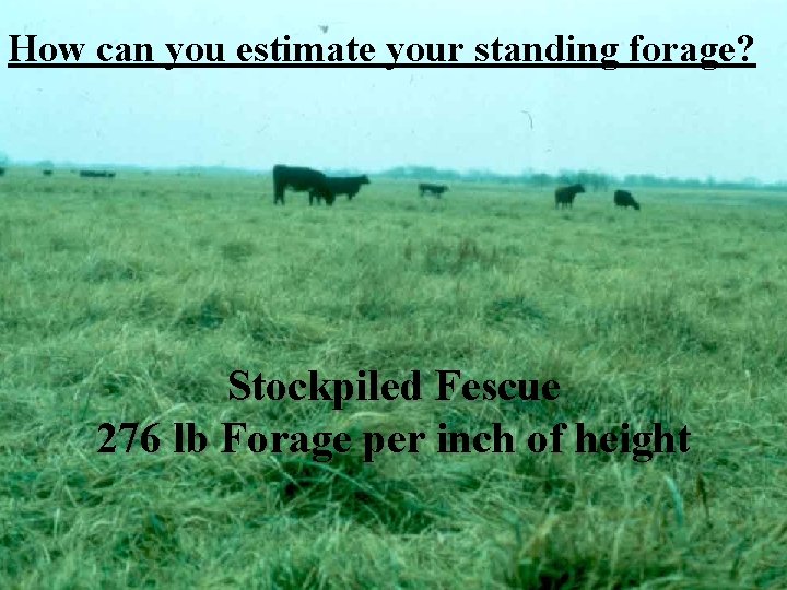 How can you estimate your standing forage? Stockpiled Fescue 276 lb Forage per inch