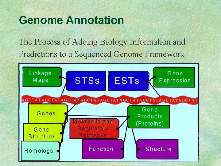 Genome Annotation The Process of Adding Biology Information and Predictions to a Sequenced Genome