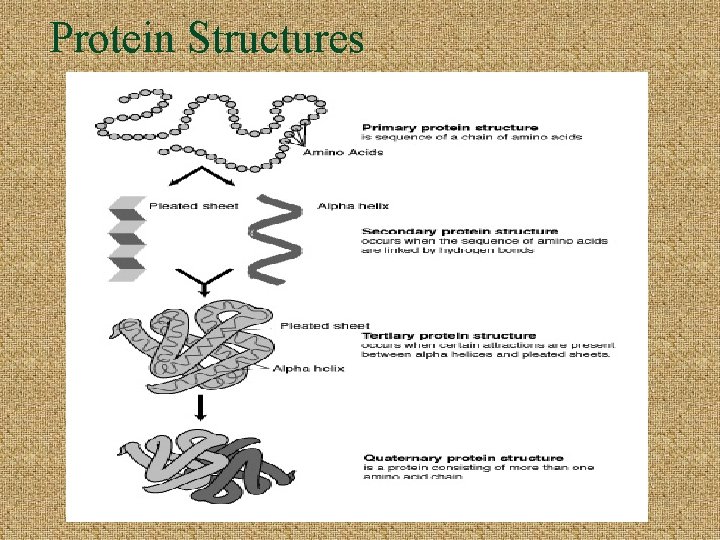 Protein Structures 