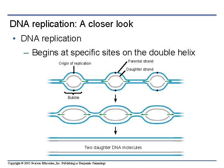 DNA replication: A closer look • DNA replication – Begins at specific sites on