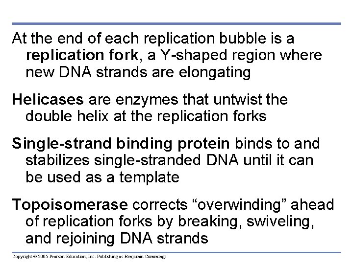 At the end of each replication bubble is a replication fork, a Y-shaped region
