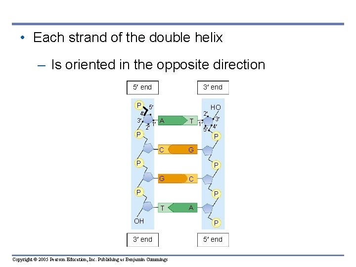  • Each strand of the double helix – Is oriented in the opposite