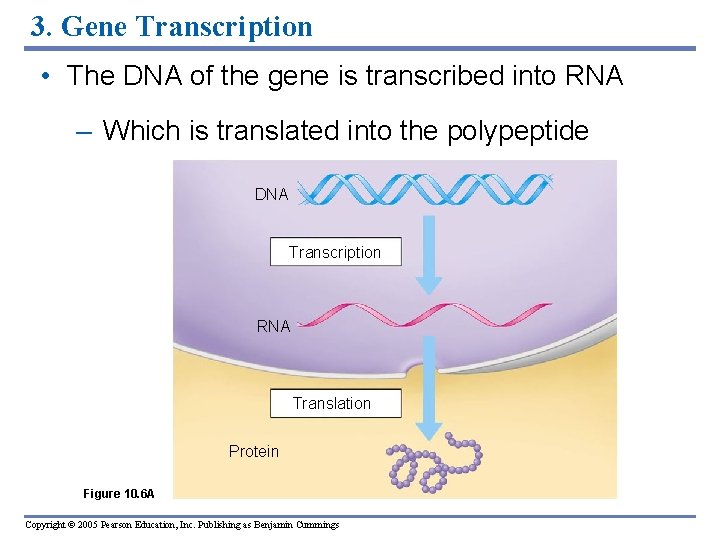 3. Gene Transcription • The DNA of the gene is transcribed into RNA –