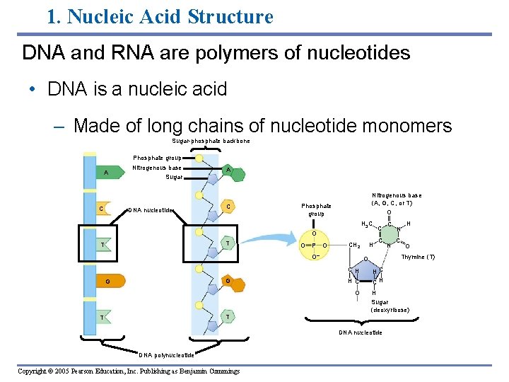 1. Nucleic Acid Structure DNA and RNA are polymers of nucleotides • DNA is