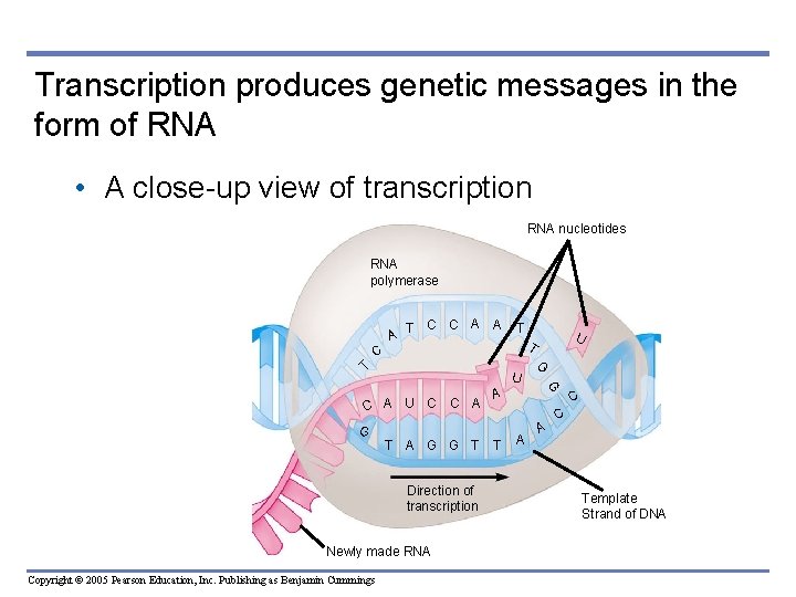 Transcription produces genetic messages in the form of RNA • A close-up view of
