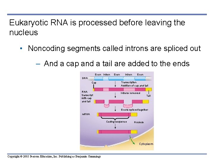 Eukaryotic RNA is processed before leaving the nucleus • Noncoding segments called introns are