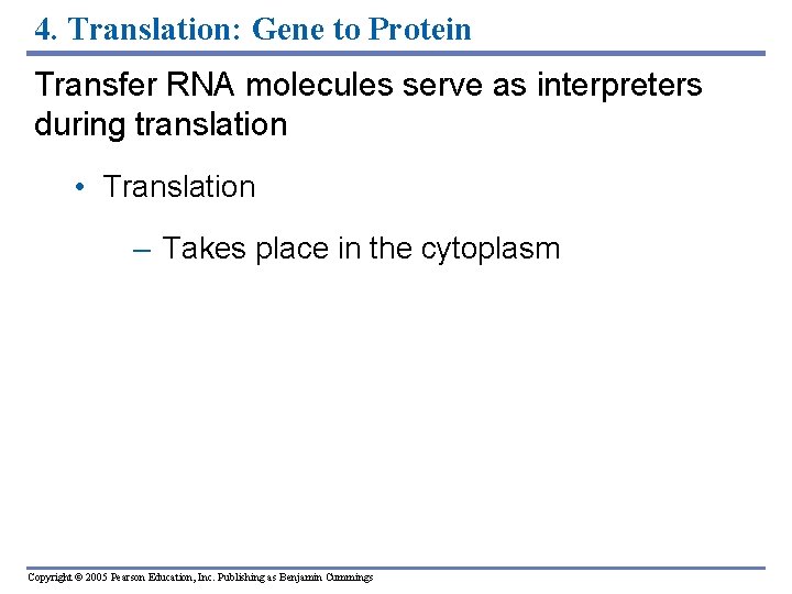 4. Translation: Gene to Protein Transfer RNA molecules serve as interpreters during translation •