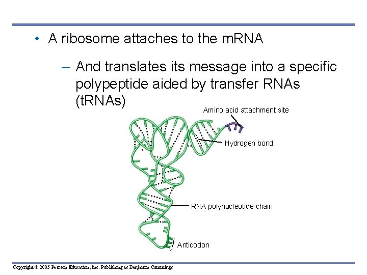  • A ribosome attaches to the m. RNA – And translates its message