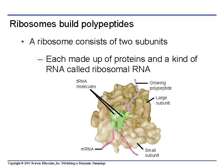 Ribosomes build polypeptides • A ribosome consists of two subunits – Each made up